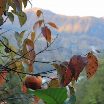 Продается Участок, 700 м²