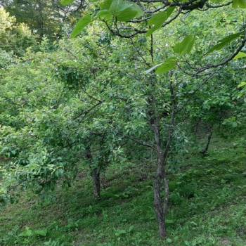 Продается Участок, 900 м²