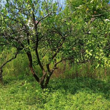 Продается Участок, 450 м²