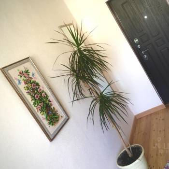 Сдается 2-х комнатная квартира, 48 м²