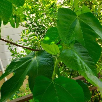 Продается 1-комнатная квартира, 19,6 м²