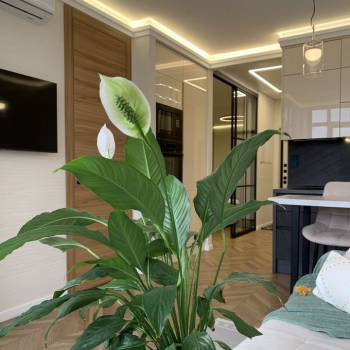 Сдается 2-х комнатная квартира, 52 м²
