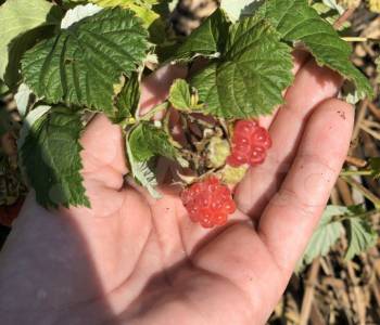 Продается Дом, 20 м²