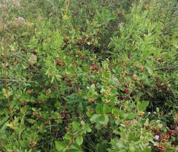 Продается Участок, 2500 м²