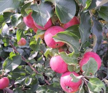 Продается Участок, 500 м²