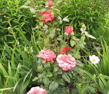 Продается Дом, 40 м²