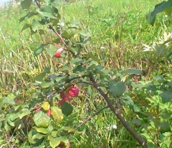 Продается Участок, 1000 м²