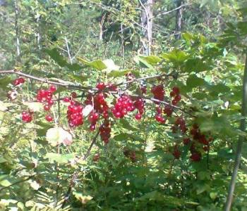 Продается Участок, 1000 м²