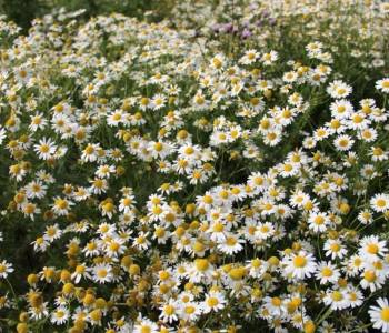 Продается Участок, 1200 м²