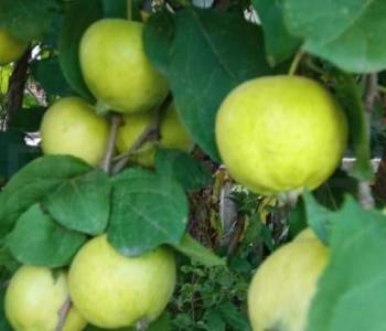 Продается Дом, 34 м²