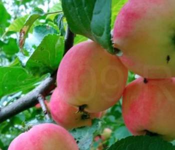 Продается Дом, 34 м²