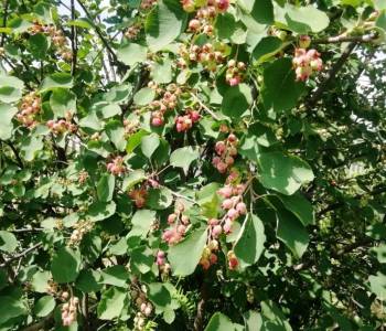 Продается Дом, 34 м²