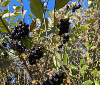 Продается Участок, 1000 м²