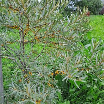 Продается Участок, 600 м²