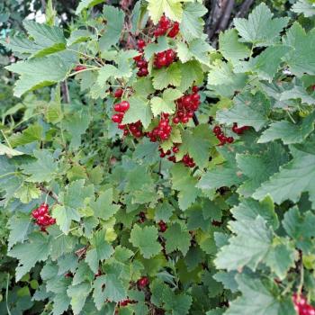 Продается Участок, 600 м²