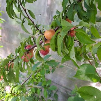 Продается Участок, 600 м²