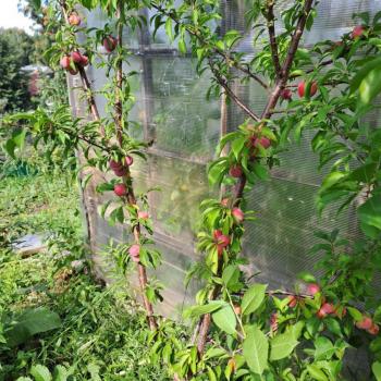 Продается Участок, 600 м²