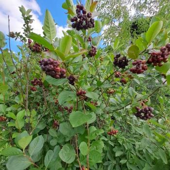 Продается Участок, 600 м²