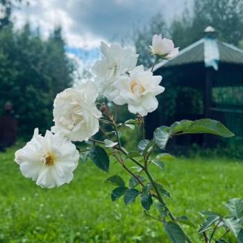 Продается Дом, 19 м²