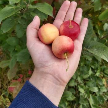 Продается Участок, 900 м²