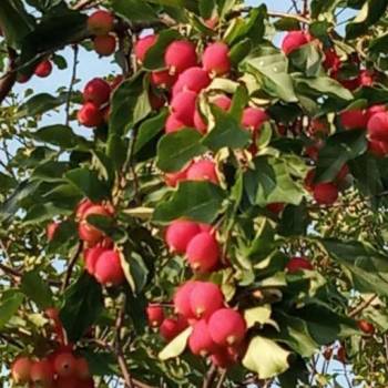 Продается Участок, 900 м²