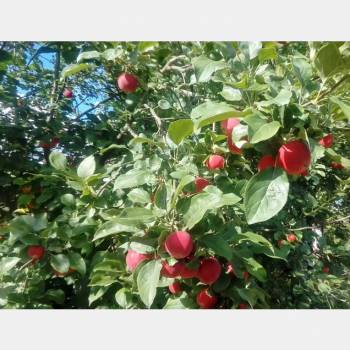 Продается Участок, 440 м²