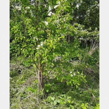 Продается Участок, 440 м²