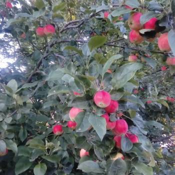 Продается Участок, 440 м²