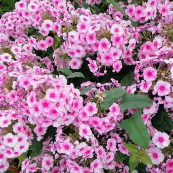 Продается Дом, 91 м²