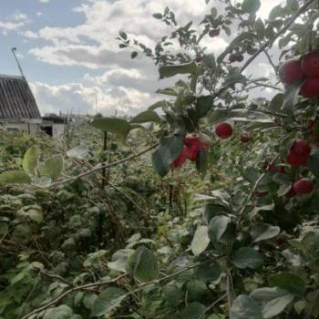 Продается Участок, 500 м²