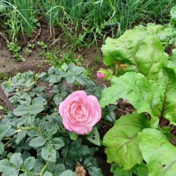 Продается Дом, 65 м²