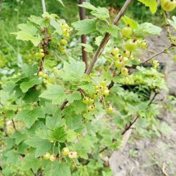 Продается Участок, 600 м²