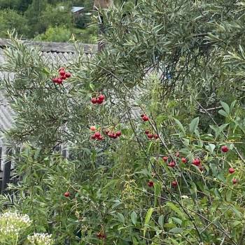 Продается Участок, 600 м²