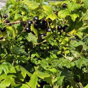 Продается Участок, 1300 м²