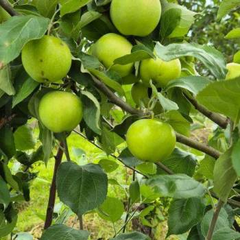 Продается Участок, 1300 м²