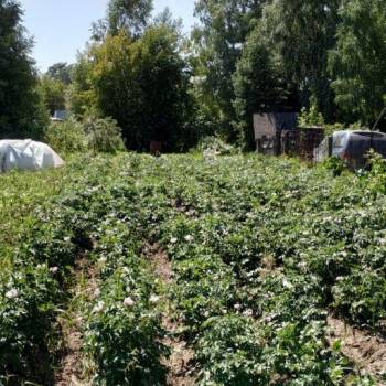 Продается Участок, 1000 м²