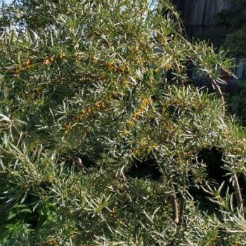 Продается Участок, 1000 м²