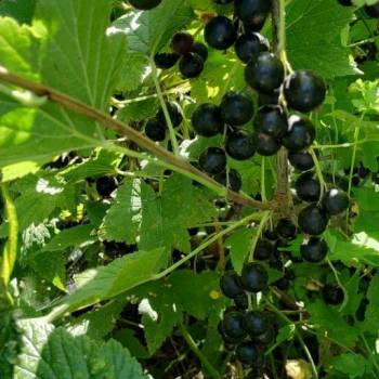 Продается Участок, 1000 м²