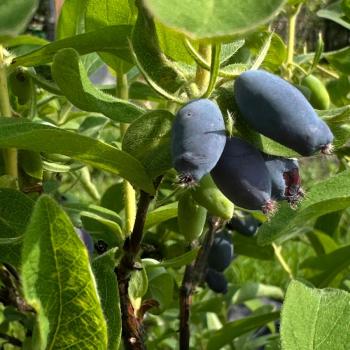 Продается Дом, 20 м²