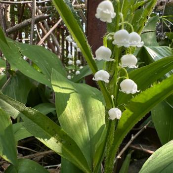 Продается Дом, 20 м²