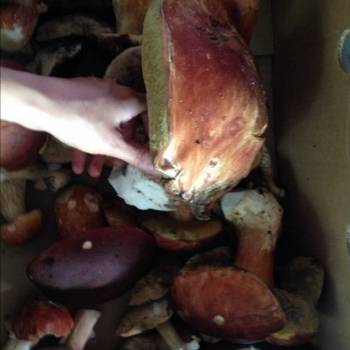 Продается Дом, 38 м²