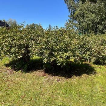 Продается Дом, 25 м²