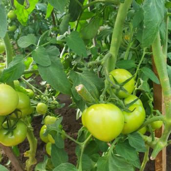 Продается Дом, 20 м²