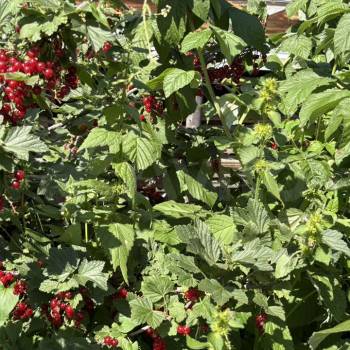 Продается Дом, 64 м²