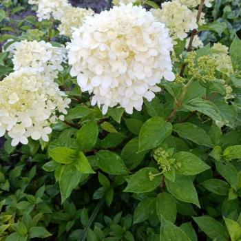 Продается Участок, 440 м²