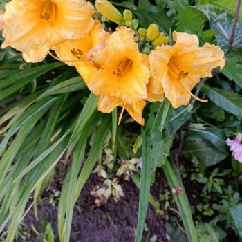 Продается Участок, 440 м²