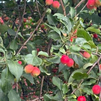 Продается Участок, 700 м²