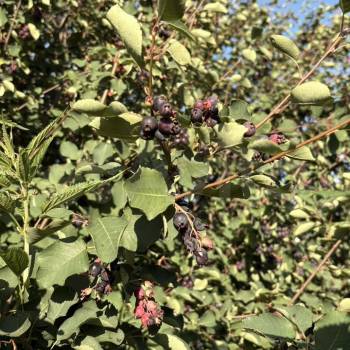 Продается Участок, 500 м²