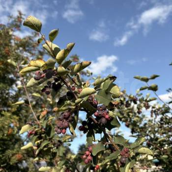 Продается Участок, 500 м²