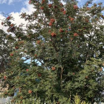 Продается Участок, 500 м²